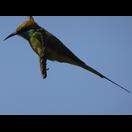 Bee-Eater